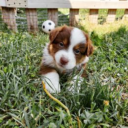Australian Shepherd Puppies from NK Ranch Australian Shepherds