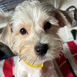 Yellow - Parti male Yorkshire Terrier puppy in Cocoa, Florida from SummerTime AKC Yorkies