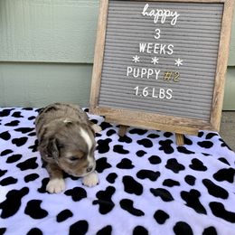 Miniature Australian Shepherd Puppies from 5 Star Mini Aussies