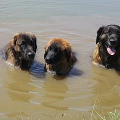 Leonberger All Grown Up from Bluebonnet Leos