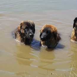Leonberger All Grown Up from Bluebonnet Leos