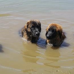 Leonberger All Grown Up from Bluebonnet Leos