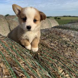 Peter - Red male Pembroke Welsh Corgi puppy in Godley, Texas from Bradley Kennels