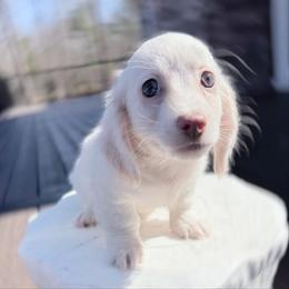 Landon Pet Only - Cream male Dachshund puppy in Richmond, Virginia from Irresistible Dachshunds & Cavaliers