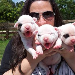 American Bulldog Puppies from Valor American Bulldogs