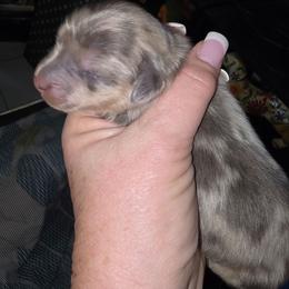 Boy 2 - Blue and cream male Dachshund puppy in Port Charlotte, Florida from Vicki's Dachshund Crossing