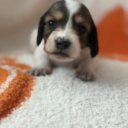 Duchess - Piebald female Dachshund puppy in Vancouver, Washington from Cascade Minis