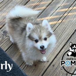 Curly - Silver and white male Pomsky puppy in Eastman, Georgia from Once Upon A Pomsky