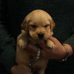 Aspen - Golden male Golden Retriever puppy in Payette, Idaho from Stonewick Retrievers