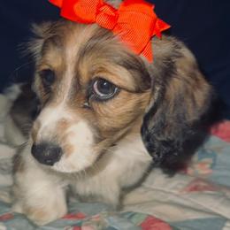 Molly - Dachshund