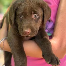 Chocolate Male 2 - Chocolate male Labrador Retriever puppy in Burnsville, North Carolina from Cove Mountain Labradors