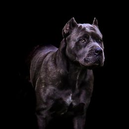 Mona - Cane Corso