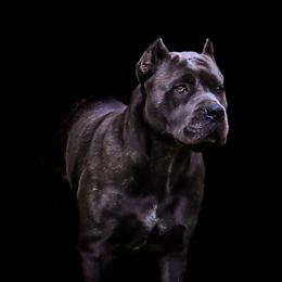 Mona - Cane Corso
