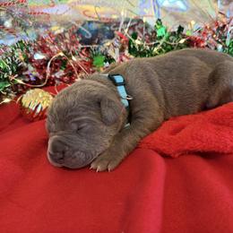 Turquoise collar - Gray brindle female Cane Corso puppy in Briggs, Texas from Capital City Corso’s
