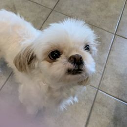 Shih Tzus from Jaden Shih Tzu’s
