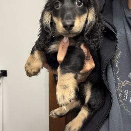 Dachshund and Pembroke Welsh Corgi Puppies from Three K Miniature Dachshunds