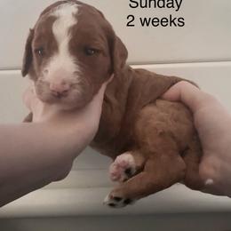 Sunday - Apricot female Goldendoodle puppy in Suring, Wisconsin from Black Oak Doodles