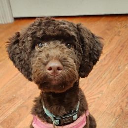 Miniature Schnauzers, Poodles, and Schnoodles from Farmer Brown's Puppies