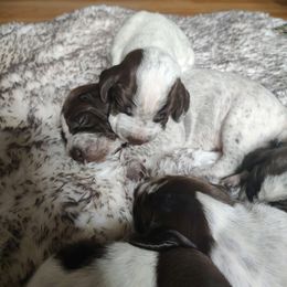 German Shorthaired Pointer Puppies from Bishop Kennels