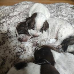 German Shorthaired Pointer Puppies from Bishop Kennels