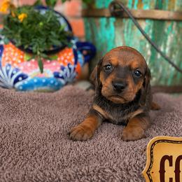 Dachshunds from Rodeo Doxies