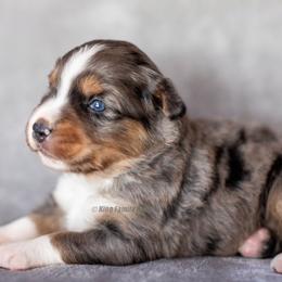 Aussiedoodle and Miniature American Shepherd Puppies from King Family Ranch