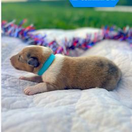 Banner - Sable merle male Collie puppy in Waterville, Iowa from Lisa’s Lassies