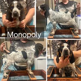 Monopoly - Blue ticked and tan male Bluetick Coonhound puppy in Cherryville, North Carolina from Evenstar-WesRidge Bluetick Hounds