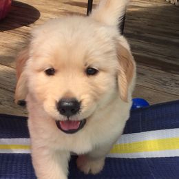Golden Retrievers from Pennys Goldens