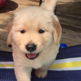 Golden Retrievers from Pennys Goldens