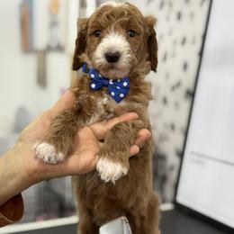 Yogi-Navy blue collar male - Red  male Goldendoodle puppy in Yuciapa, California from AlltheDoodlez_