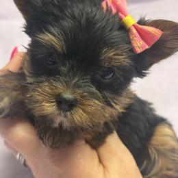 Yarkley - Black and gold female Yorkipoo puppy in Florence, Kentucky from 4paws4ever by Design