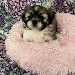 Shih Tzu Puppies from Little Lion Puppies