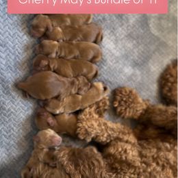 Boy 6 - Red male Australian Labradoodle puppy in Waco, Texas from RainPuddle's Labradoodles