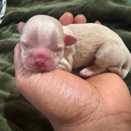Baby Chris - Liver and white male Shih Tzu puppy in Detroit, Michigan from Friends4everkennel LLC