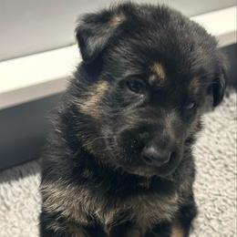 Boy 1 - Bi-color male German Shepherd puppy in Herkimer, New York from Render Kennels