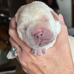 Boy 5 - Yellow male Labrador Retriever puppy in Hoosick Falls, New York from Findaway Labradors