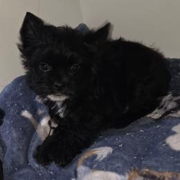 Boy 2 - Black and tan male Yorkshire Terrier puppy in White Pigeon, Michigan from Kathys Yorkie and Shih-tzu Cuties