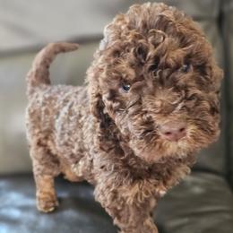 Blue Collar Male - Parti male Poodle puppy in Tehama County, California from Hals Pals K9s