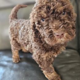 Blue Collar Male - Parti male Poodle puppy in Tehama County, California from Hals Pals K9s