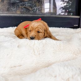 Red collar - Dark golden female Golden Retriever puppy in Lehi, Utah from Open Star Goldens