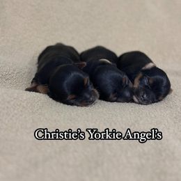 Yorkshire Terrier Puppies from Christie’s Yorkie Angel’s