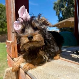 Girl - Black and gold female Yorkshire Terrier puppy in Bakersfield, California from Yorkie To My Heart