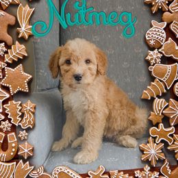 Nutmeg - Apricot male Goldendoodle puppy in Rochester, New York from Yankee Doodle Doggies