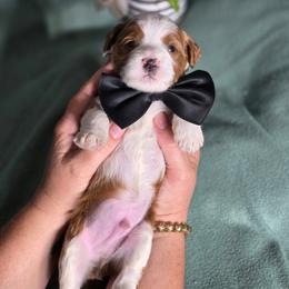 Viper - male Golden Mountain Dog puppy in Crawfordsville, Iowa from DoodleBlessings