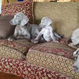Weimaraners from Nesdahl's Grey Ghosts