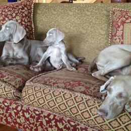 Weimaraners from Nesdahl's Grey Ghosts