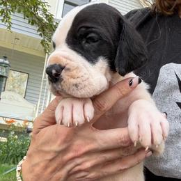 Rhapsody - Mantle female Great Dane puppy in Cadillac, Michigan from Garrow Danes House of Blues