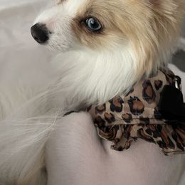 Pomeranian Puppies from ARC Kennels