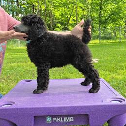 RTS Lady of Wise Things - Silver female Poodle puppy in Oxford, New York from Rattle the Stars Standard Poodles